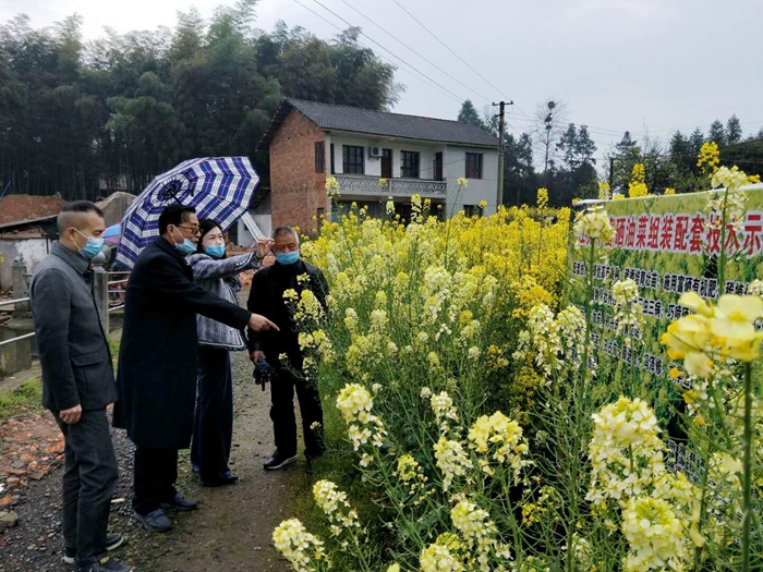 桃源富硒油菜組裝配套技術(shù)試驗示范初見成效