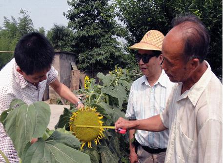 桃花源果聯富硒油葵試種成功 將大面積推廣