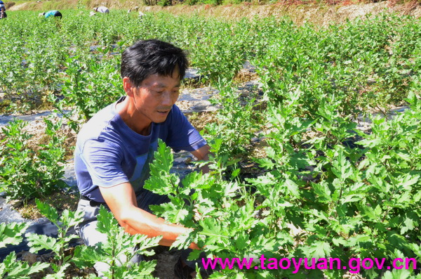 【“硒”旺桃源巡禮之二】曾進：放棄年薪五十萬 回家種植皇菊茶